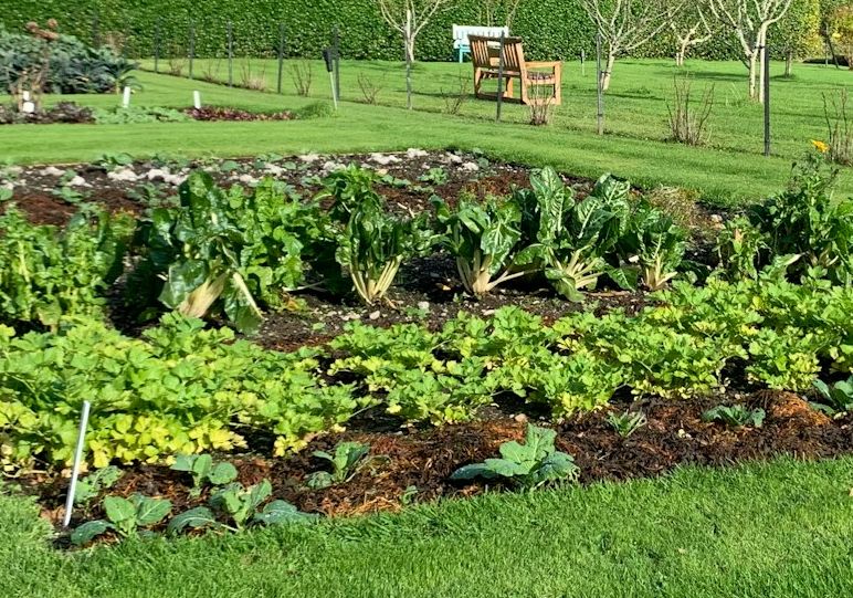 companion planting plan