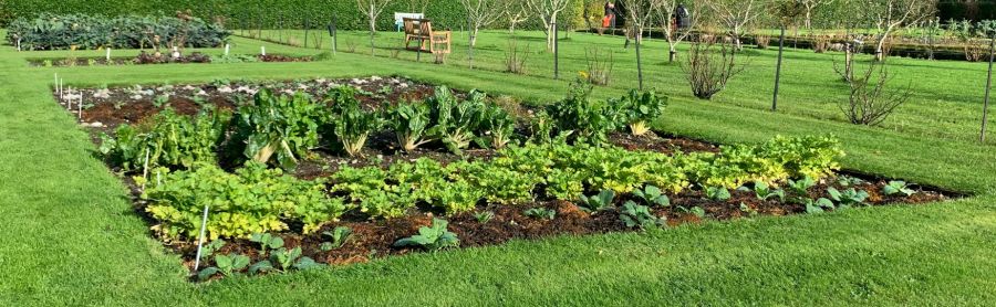 companion planting