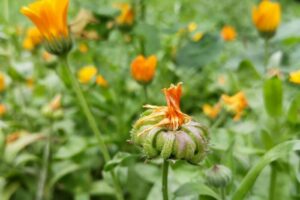 Calendula a Saffron Substitute