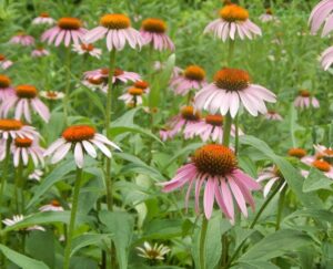 Coneflower Drought Tolerant