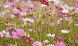 Cosmos Improves Soil