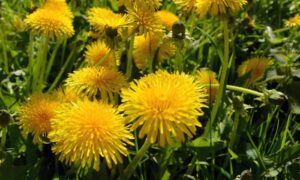 Dandelion Fully Edible