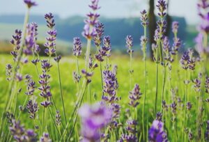 Lavender Discourages Ticks
