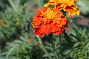 Marigold Suppresses Nematodes