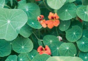 Nasturtium Peppery Taste