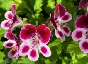 Pelargonium Discourages Mosquitos