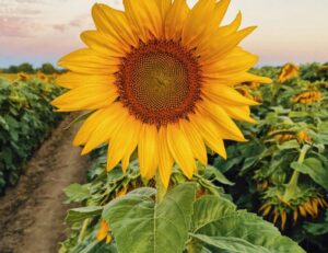 Sunflower Edible Seeds