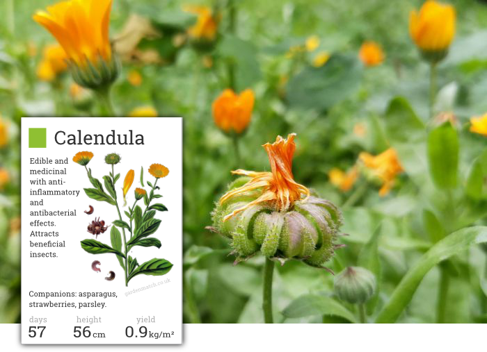 Calendula a Saffron Substitute