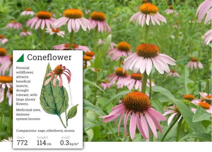 Coneflower Drought Tolerant