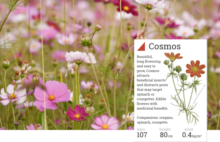 Cosmos Improves Soil