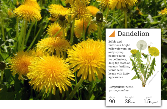 Dandelion Fully Edible