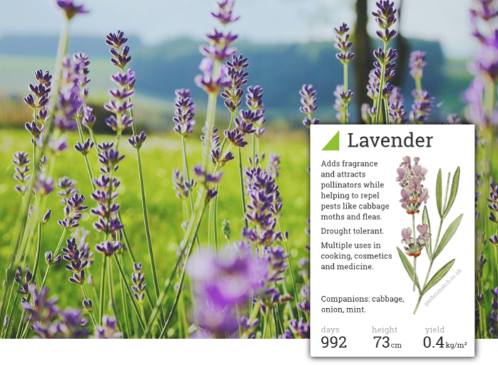 Lavender Discourages Ticks