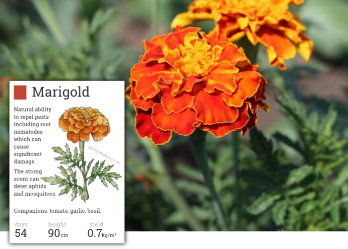 Marigold Suppresses Nematodes