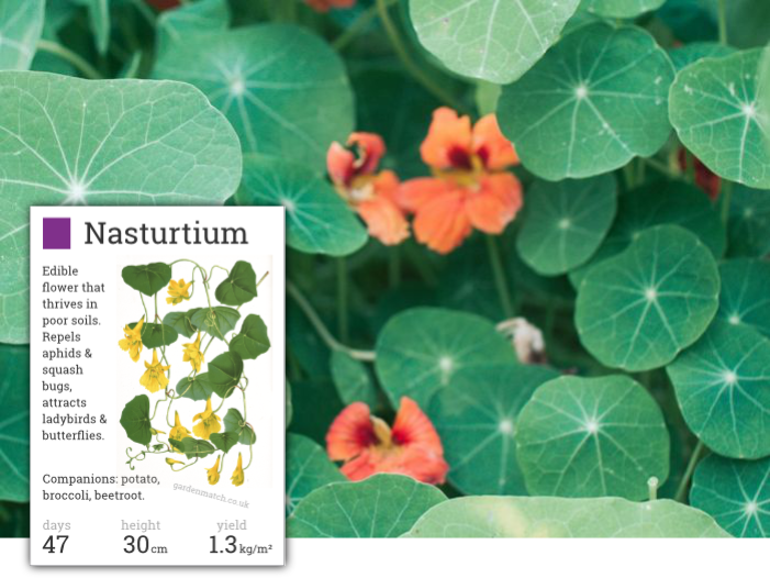 Nasturtium Peppery Taste