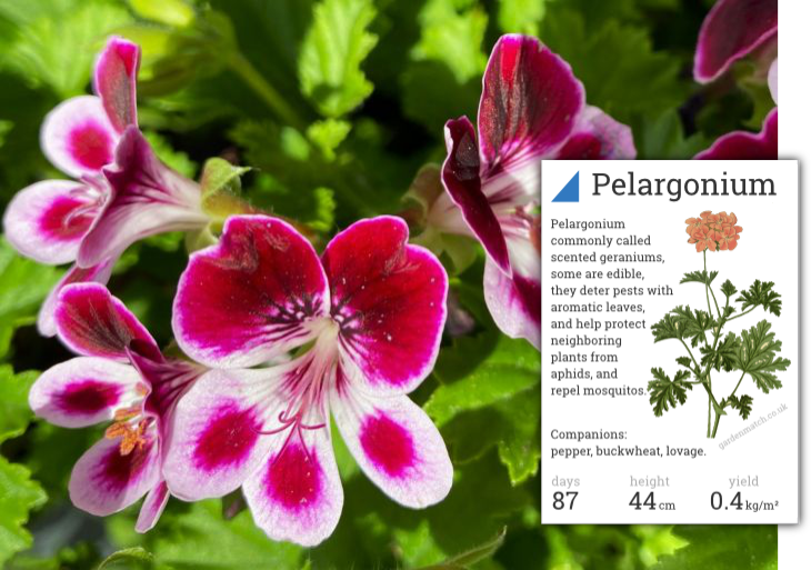 Pelargonium Discourages Mosquitos