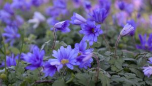 Ground Cover Perennials for Clay Soil