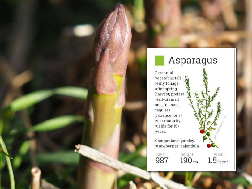 growing asparagus sandy soil