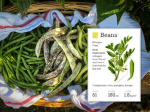 growing beans sandy soil