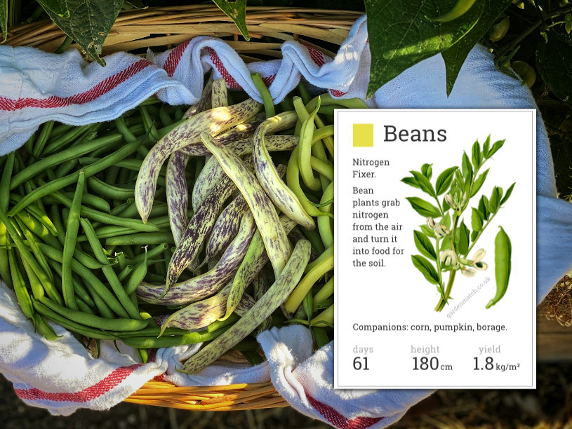 growing beans sandy soil