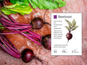 growing beetroot sandy soil