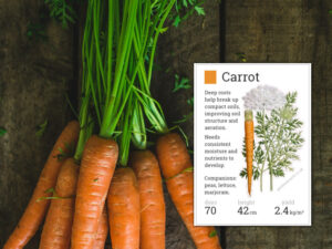 growing carrots in sandy soil