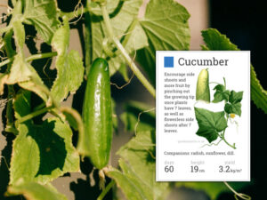 growing cucumbers sandy soil