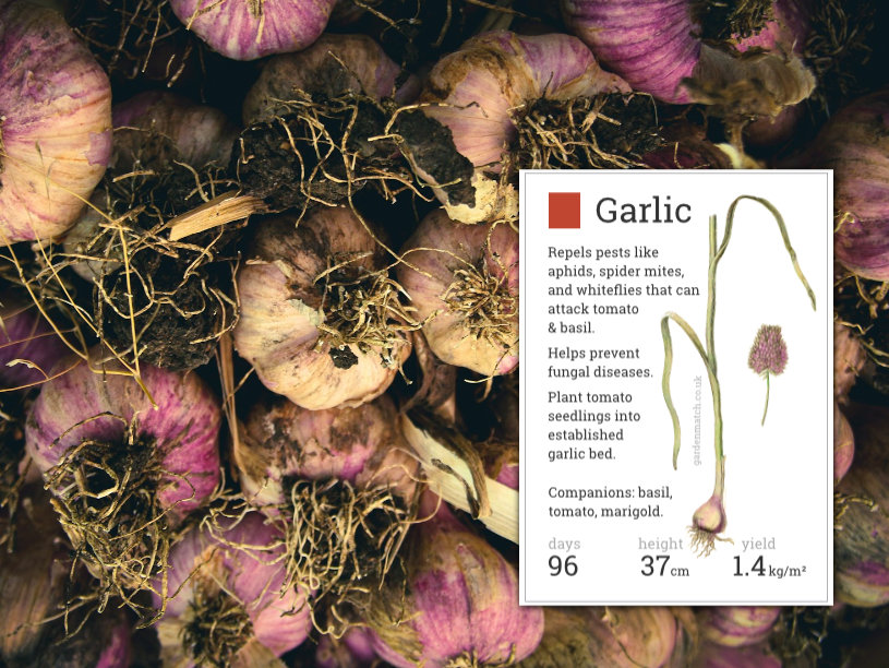 growing garlic sandy soil