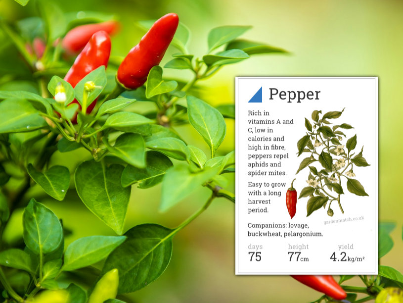 growing peppers sandy soil