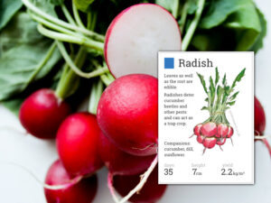 growing radishes sandy soil
