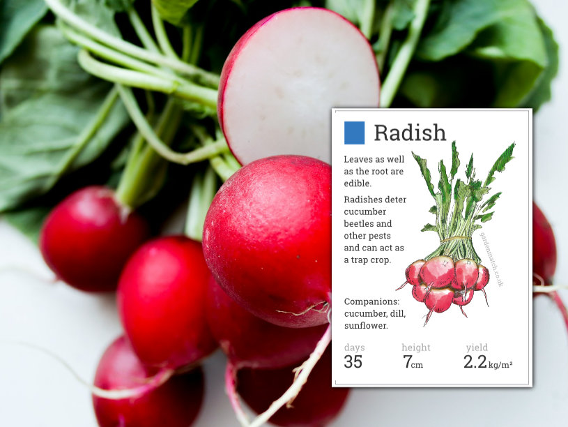 growing radishes sandy soil