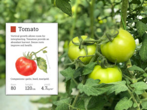 growing tomatoes sandy soil