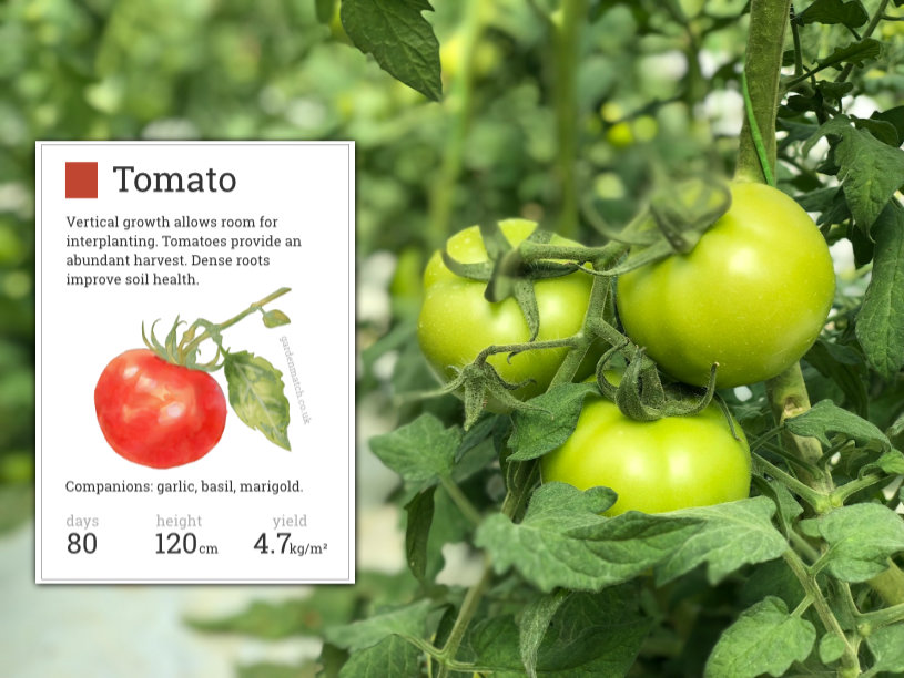 growing tomatoes sandy soil