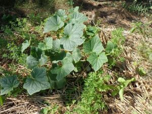 vegetables raised bed