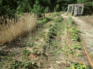 vegetable garden bed